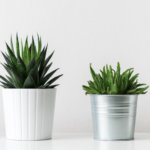 Las 6 plantas más fáciles de cuidar | Doncella Blog
