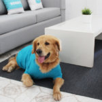 Tips de limpieza para un hogar con mascotas | Doncella Blog